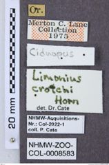 Etiketten zu Gambrinus crotchi (NHMW-ZOO-COL-0008583)